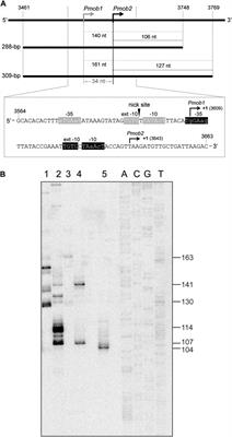 Recognition of Streptococcal Promoters by the Pneumococcal SigA Protein